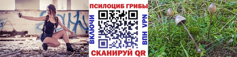 Купить закладки  Горняк  Галлюциногенные грибы Cubensis 
